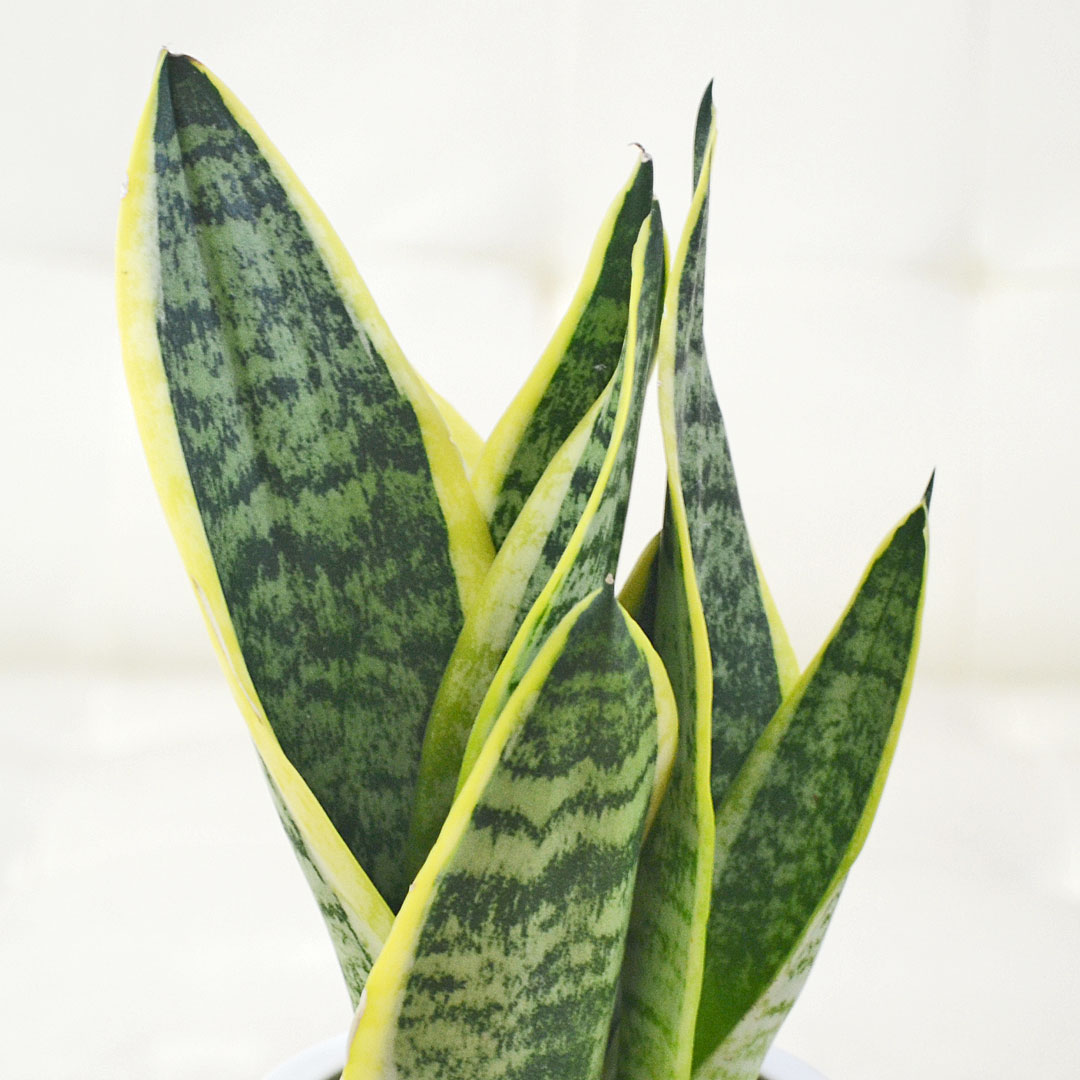 観葉植物 ミニ サンスベリア フツーラ サンセベリア ハイドロ