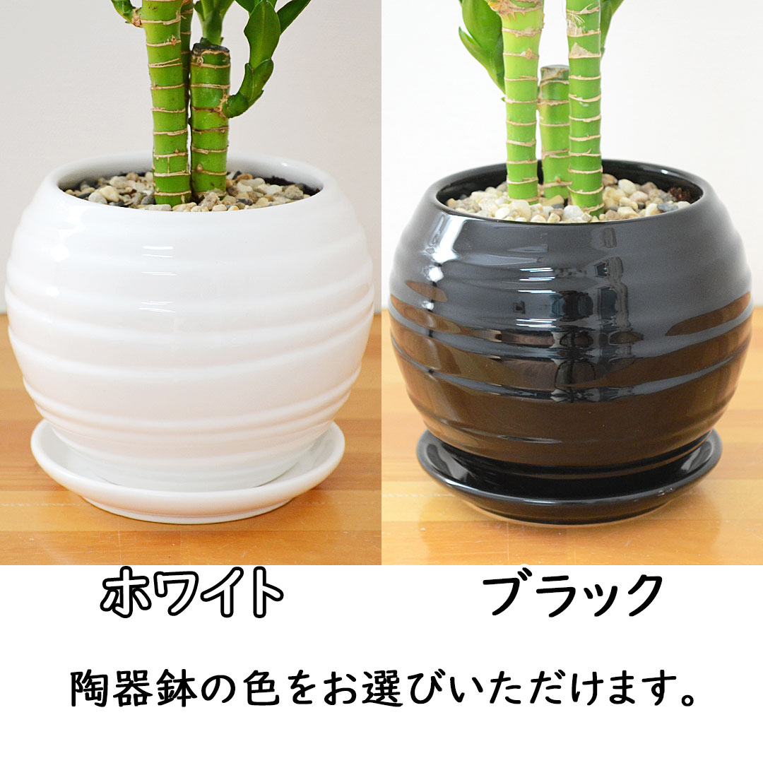 観葉植物 キングバンブー ミリオンバンブー ドラセナ サンデリアーナ