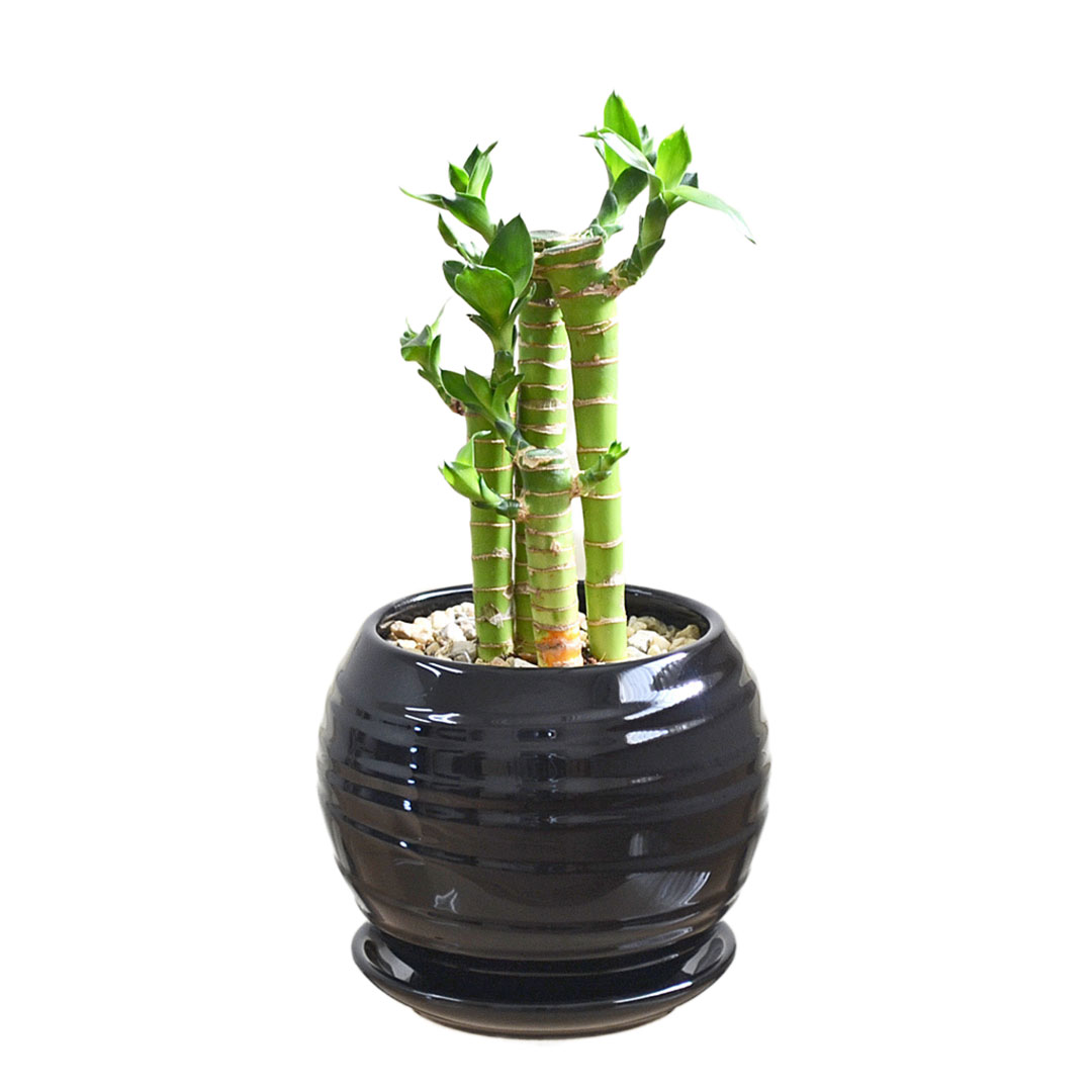 ドラセナのおすすめ人気商品一覧 通販 - Yahoo!ショッピング