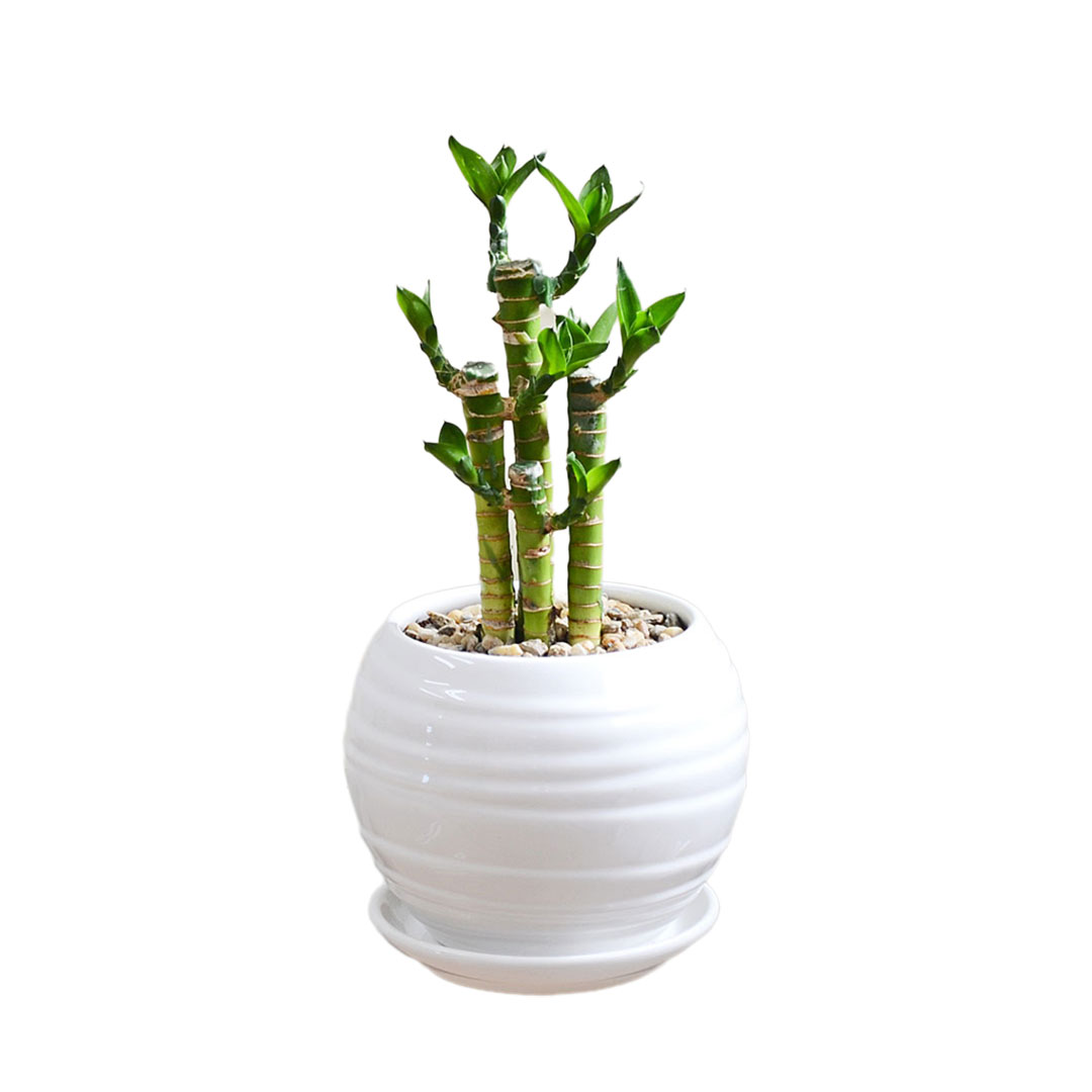 ドラセナのおすすめ人気商品一覧 通販 - Yahoo!ショッピング