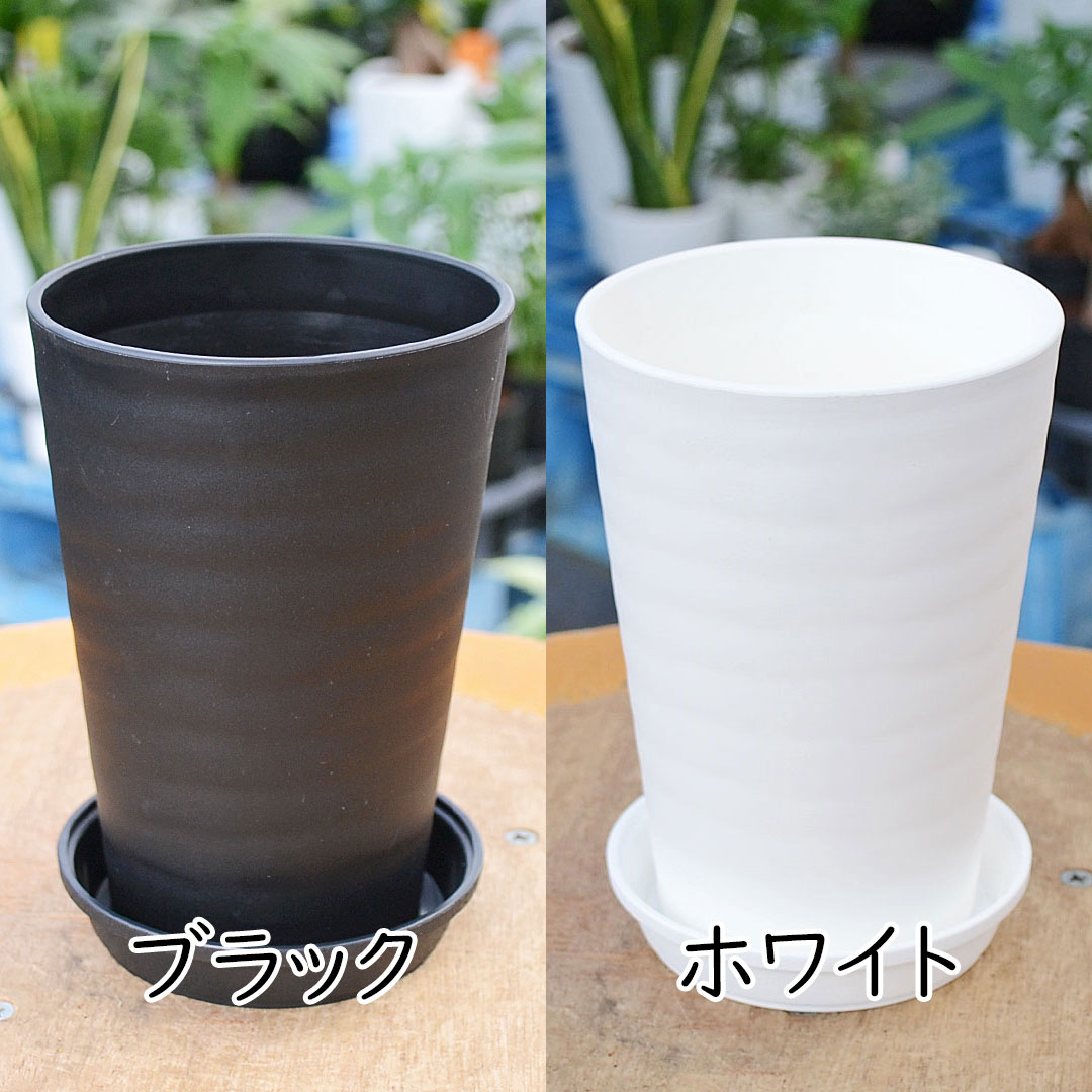 選べる観葉植物 セラアート鉢 3.5号 鉢の拡大