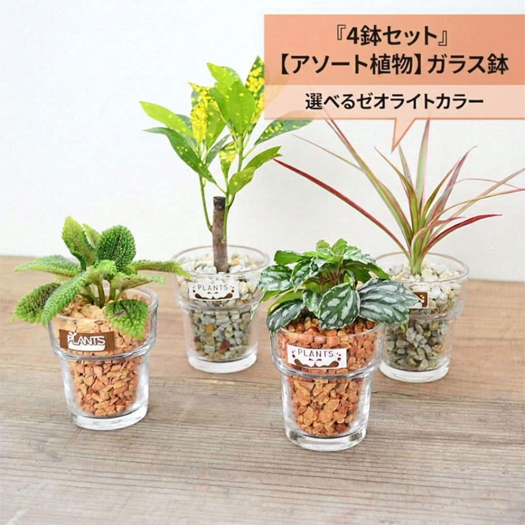4鉢セット