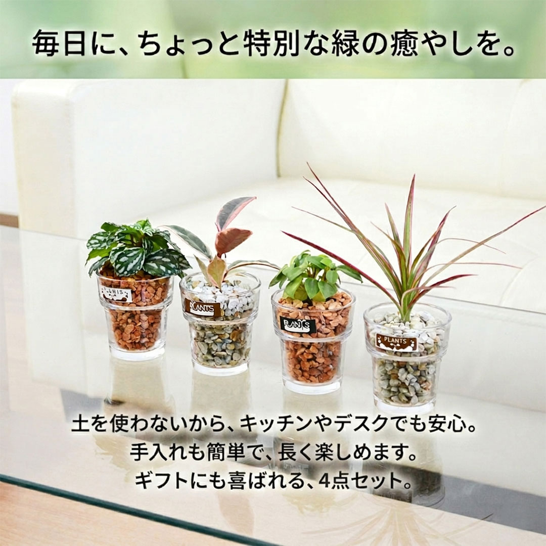 観葉植物 ミニ ハイドロカルチャー 水耕栽培 種類 アソート ガラス 4鉢