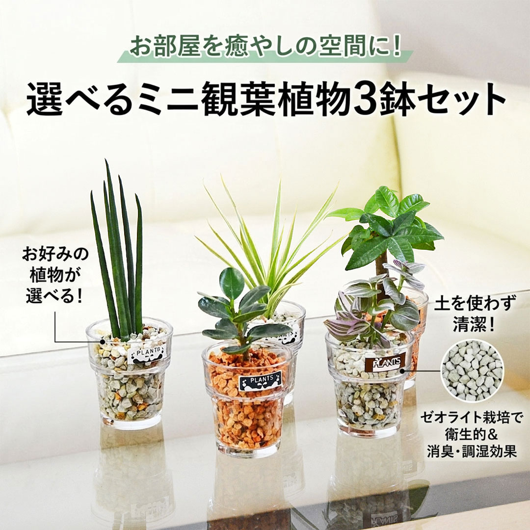 ミニ観葉植物 ハイドロカルチャー ゼオライト 3鉢セット イメージ