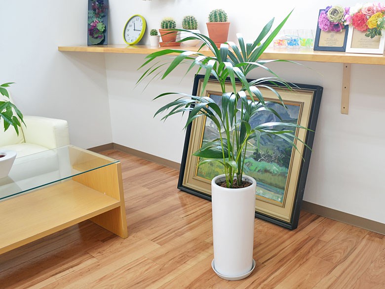 円柱形陶器鉢M ホワイト 7号サイズ : フラワーコーポレーション - 通販