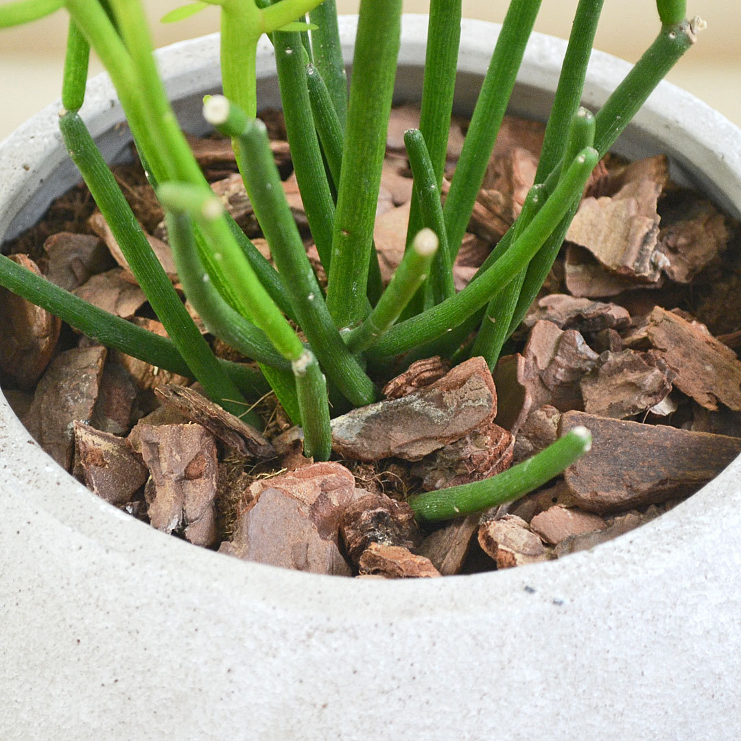 多肉植物 観葉植物 ユーフォルビア ミルクブッシュ ファイヤー