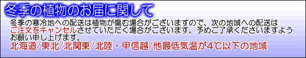 冬季の植物の配送について