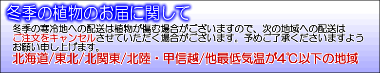 冬季の観葉植物の配送