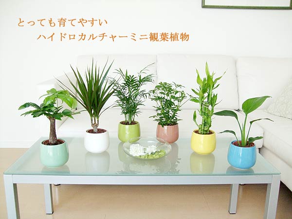 ミニ観葉植物 ヒメモンステラ陶器鉢付き(ハイドロカルチャー ミニ観葉植物 ヒメモンステラ陶器鉢付き(ハイドロカルチャー