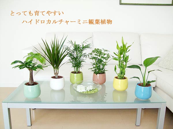 ミニ観葉植物ハイドロカルチャー陶器全色