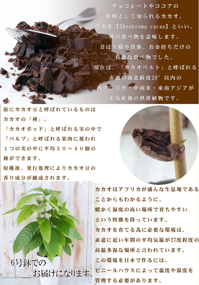 日本花キ流通 カカオの木 6号鉢 カカオ 鉢 チョコレート 苗 苗木 果樹