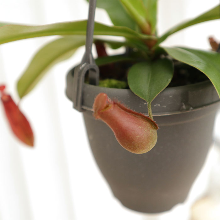日本花キ流通 ネペンテス ダークレッド 食虫植物 3.5号鉢 吊り鉢