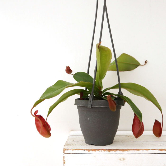 も*こ様 観葉植物　ネペンテス　ランタン吊り鉢　ハンギングスタイル　食虫植物 61kcat0oQpL._AC_SY200_QL15_.jpg