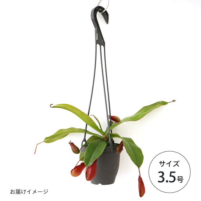 ネペンテス ダークレッド 食虫植物 3.5号鉢 吊り鉢 インテリア おしゃれ : z220413001 : フラワーネット日本花キ流通 - 通販 -  Yahoo!ショッピング