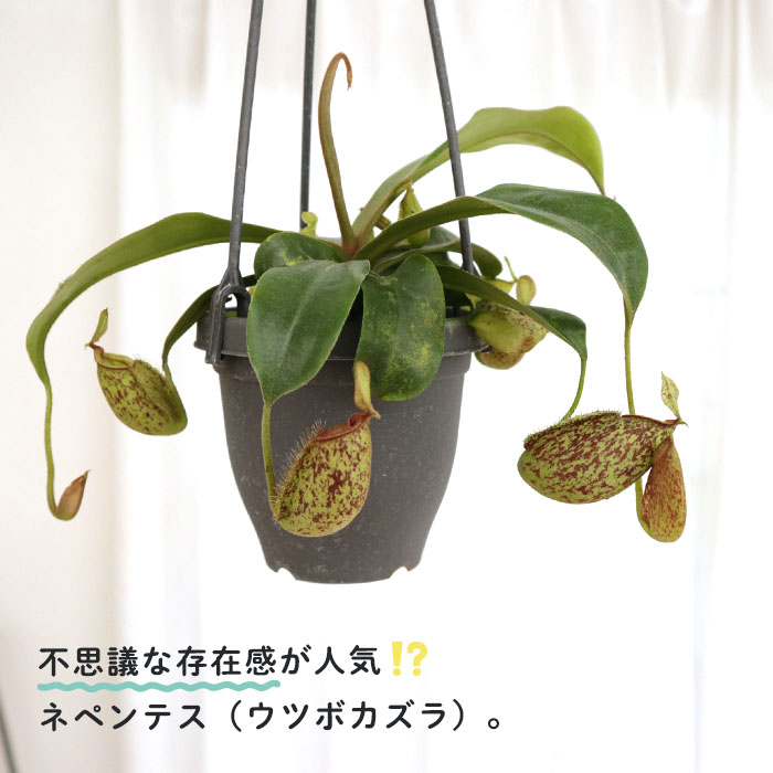 正規品ラベル付き　ウツボカズラ　ネペンテス フーケリアナ　充実優良株♪ 正規品 ウツボカズラ ネペンテス アンプラリア 吊り鉢 4号深型