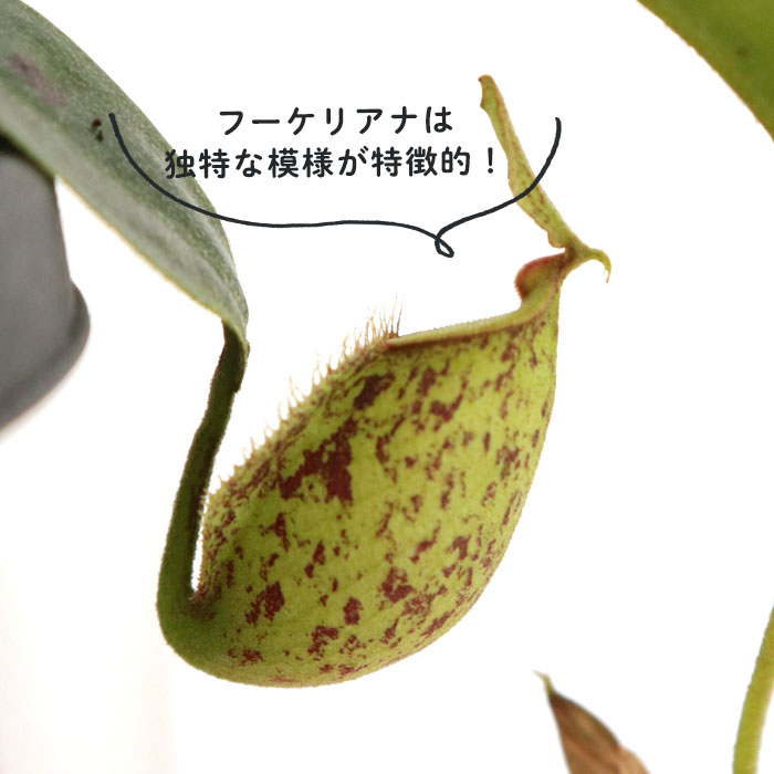 日本花キ流通 ネペンテス フーケリアナ 食虫植物 3.5号鉢 吊り鉢