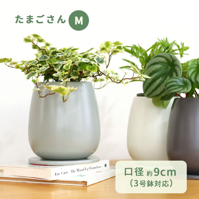 観葉植物 多肉植物 受け皿 ミニサイズ - 小物入れ