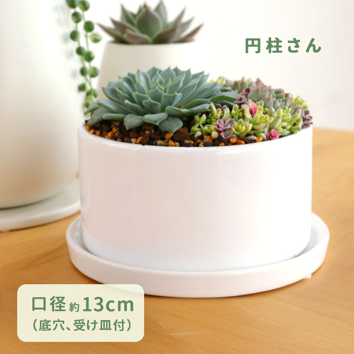 円柱さん 資 PP-0128S-WH 4号 受皿付 陶器 鉢 インテリア 多肉植物 