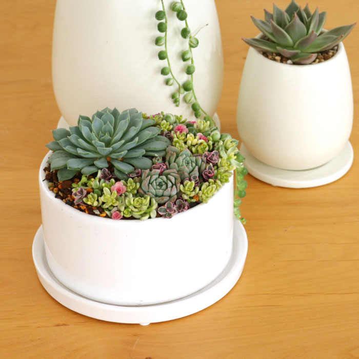 多肉植物用　シー陶器の小さなお家⑨ 多肉植物用 シー陶器の小さなお家⑨の通販 by ゆんとゆう's shop