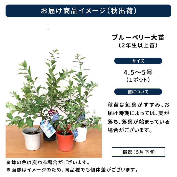 予約販売 選べるブルーベリー苗 ラビットアイ系 4.5号〜5号鉢 2年生以上苗 果樹苗 苗 庭木 苗木 果実 yms 11月上旬以降発送 :  z240604003 : フラワーネット日本花キ流通 - 通販 - Yahoo!ショッピング