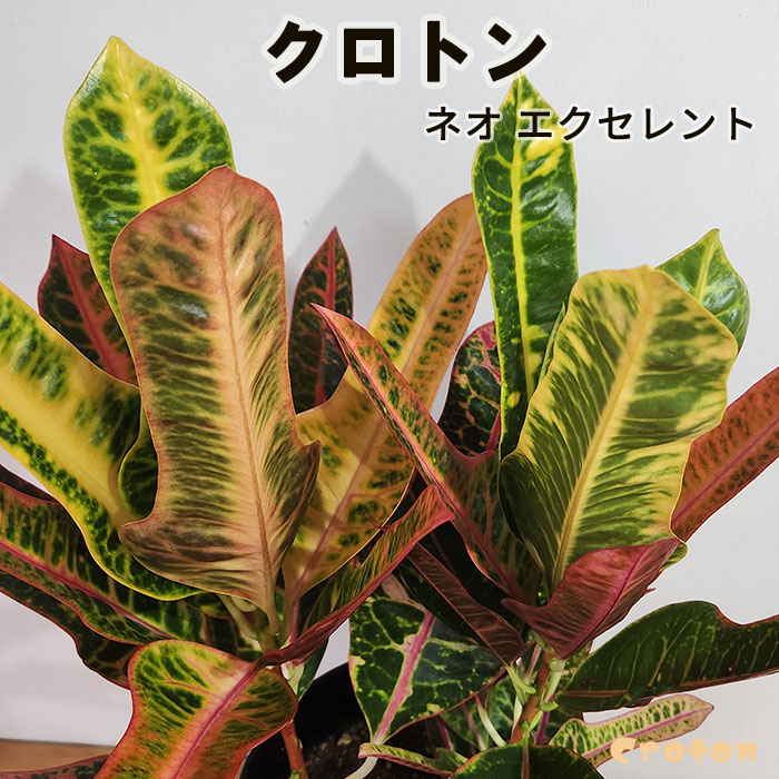 クロトン 観葉植物 変葉木 斑入り 4種セット - 植物/観葉植物