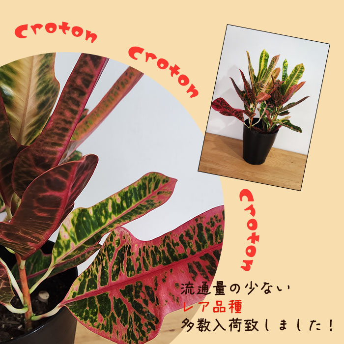 観葉植物 クロトン ネオ エクセレント 6号鉢 送料無料 観葉植物 室内 贈り物 プレゼント インテリア おしゃれ : z240402101 :  フラワーネット日本花キ流通 - 通販 - Yahoo!ショッピング