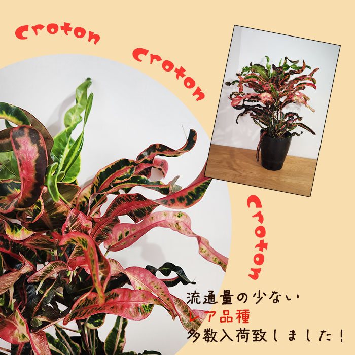 クロトン。 観葉植物 。大型。鉢ごと無料で発送致します。 楽天市場】【送料無料】クロトン エクセレント 中型 観葉植物 7