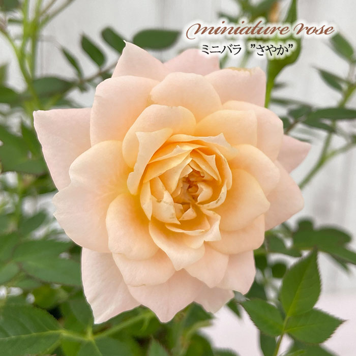 日本花キ流通 予約販売 ミニバラ さやか 3号ポット 四季咲き バラ 薔薇