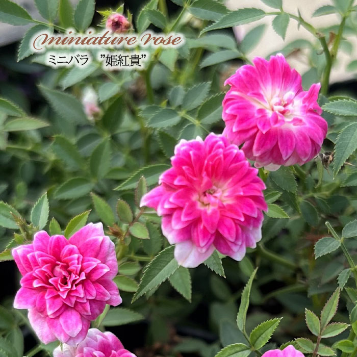 日本花キ流通 予約販売 ミニバラ 姫紅貴 3号ポット 四季咲き バラ 薔薇