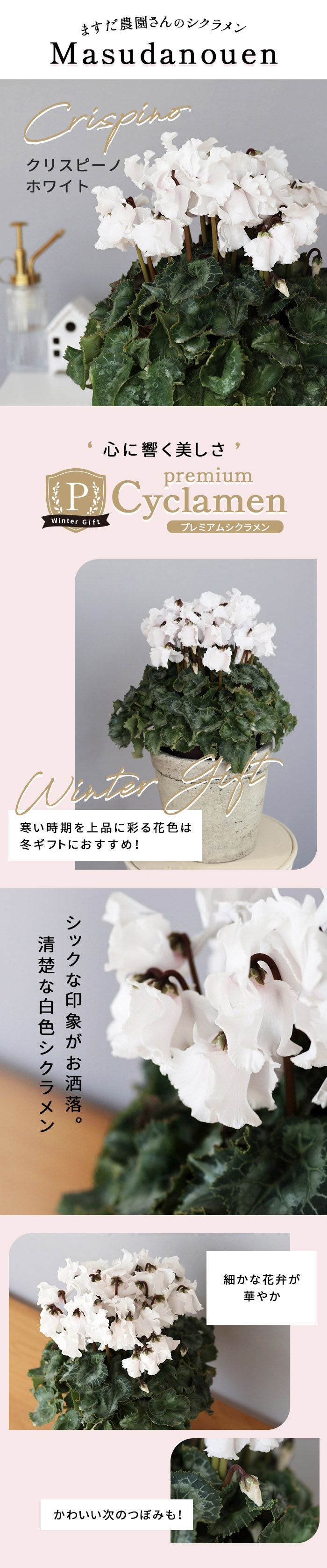 プレミアム シクラメン クリスピーノ ホワイト 5号鉢 送料無料 ますだ プレミアム シクラメン クリスピーノ ホワイト 5号鉢 送料無料 ますだ