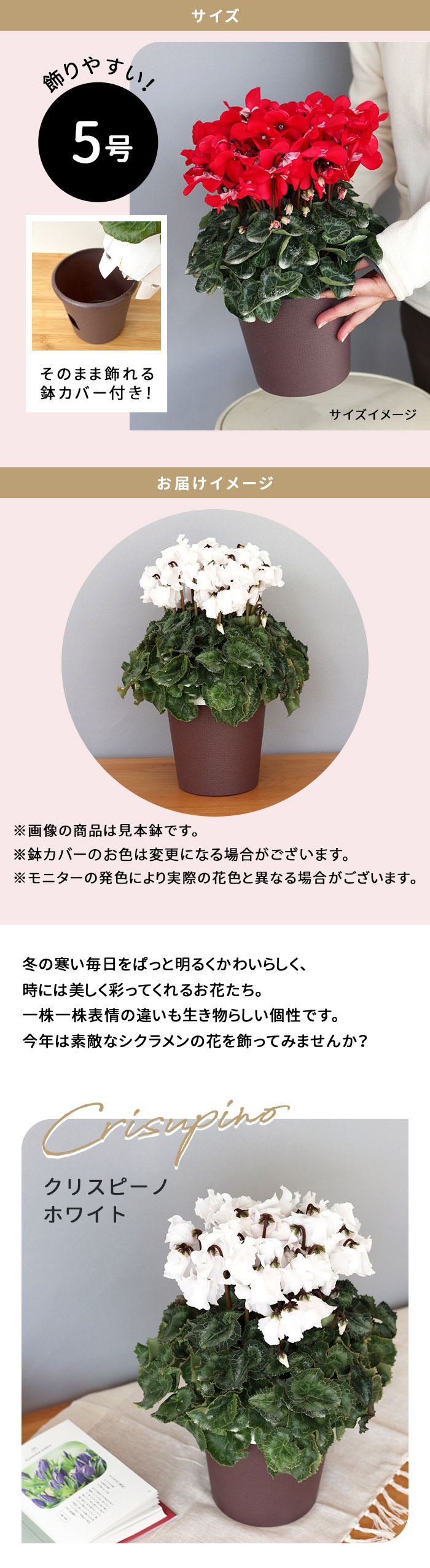 プレミアム シクラメン クリスピーノ ホワイト 5号鉢 送料無料 ますだ