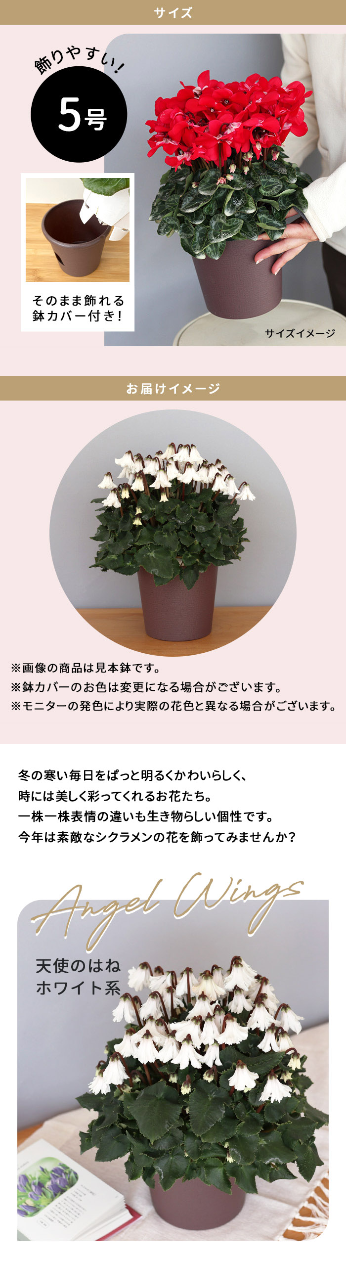 プレミアム シクラメン 天使のはね ホワイト系 登録品種 5号鉢 送料