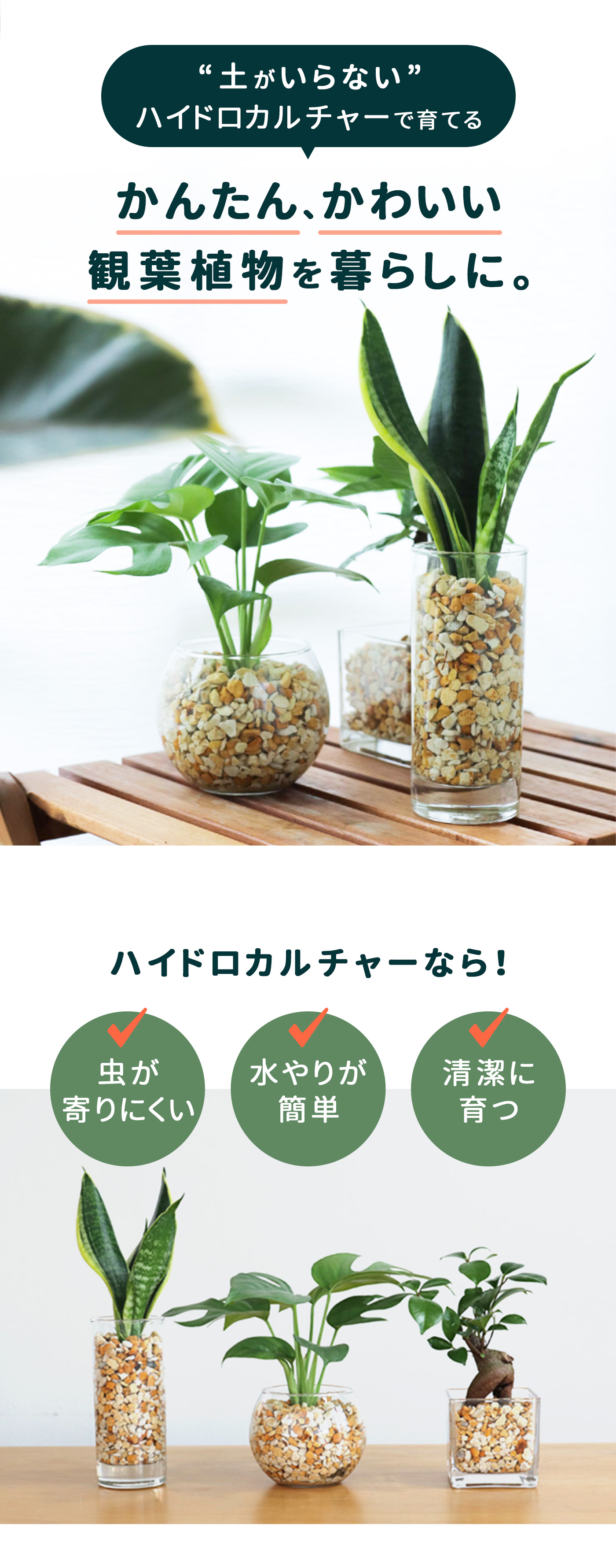 観葉植物 選べる観葉植物 ハイドロカルチャー ゼオライト ガラス容器 土を使わない 水耕栽培 観葉植物 小型 小さい 室内 贈り物 プレゼント  インテリア おしゃ : z230912001 : フラワーネット日本花キ流通 - 通販 - Yahoo!ショッピング