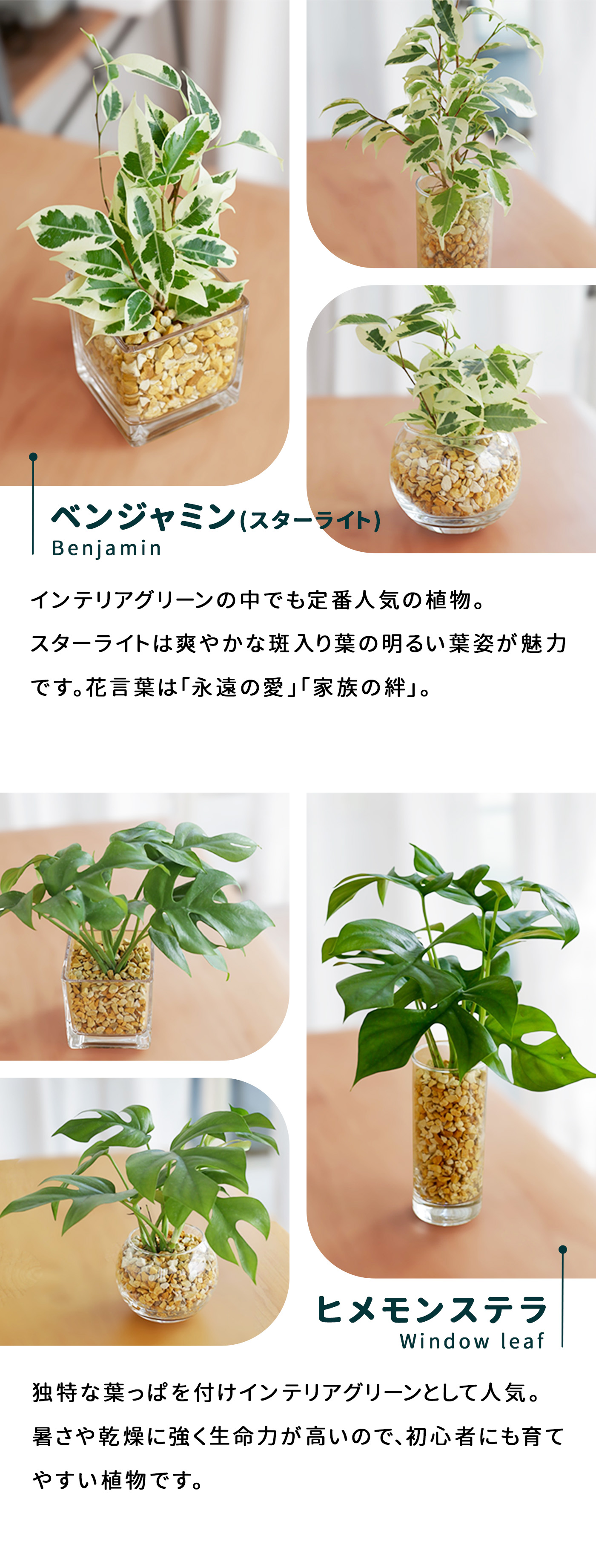 観葉植物 選べる観葉植物 ハイドロカルチャー ゼオライト ガラス容器 土を使わない 水耕栽培 観葉植物 小型 小さい 室内 贈り物 プレゼント  インテリア おしゃ : z230912001 : フラワーネット日本花キ流通 - 通販 - Yahoo!ショッピング