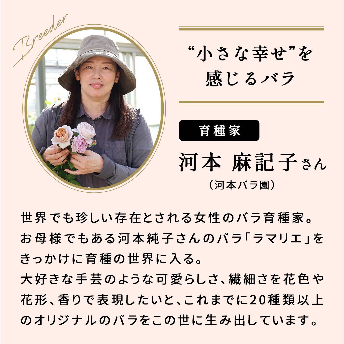 予約販売 バラ 苗 新苗 河本バラ園 タフタ 品種登録出願中