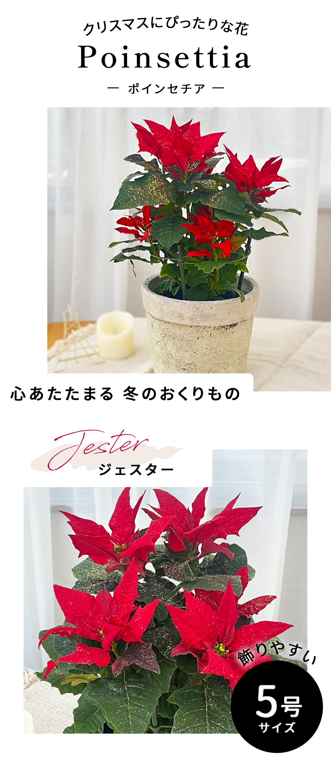 日本花キ流通 予約販売 ポインセチア レッド ラメ付き 5号鉢 送料無料