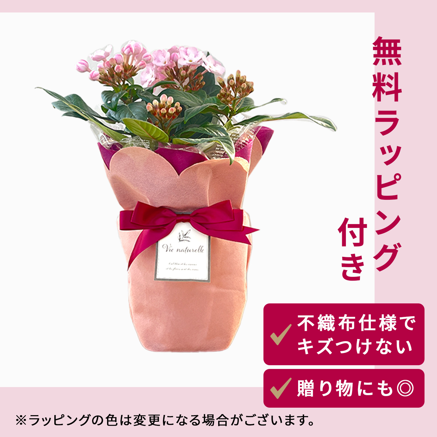 日本花キ流通 予約販売 におい桜 COCO ココパール 5号鉢 送料無料