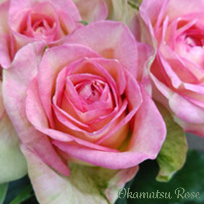 予約販売 バラ苗 バラ大苗 アーニャ 契約品種 薔薇 ばら 送料無料 国産