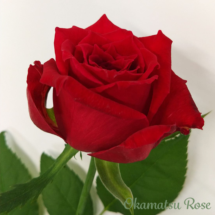 予約販売 バラ苗 バラ新苗 愛情 契約品種 薔薇 ばら 国産苗 岡松ローズ
