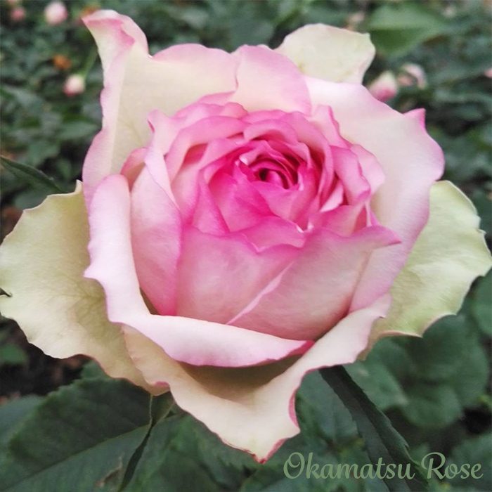予約販売 バラ苗 バラ大苗 糸 契約品種 薔薇 ばら 送料無料 国産