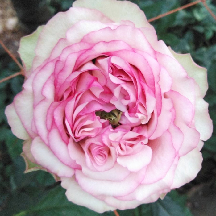 期間限定特価！　特大芸術写真 A2バラ 薔薇 ROSE 額付 70 X 79 楽天市場】楽天スーパーセール対象商品 つるバラ 【桜衣】 2年生