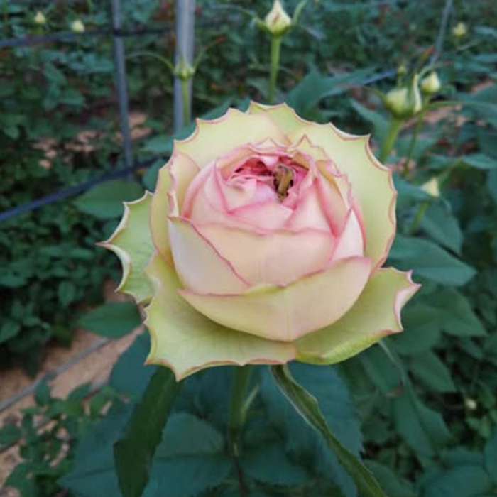 予約販売 バラ苗 バラ大苗 糸 契約品種 薔薇 ばら 送料無料 国産苗