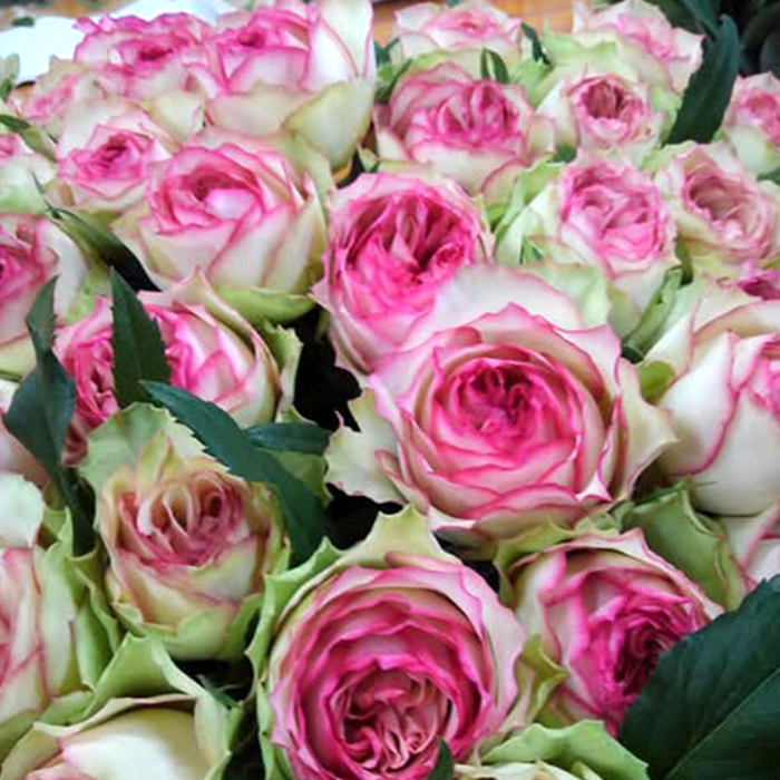 予約販売 バラ苗 バラ新苗 糸 契約品種 薔薇 ばら 国産苗 岡松ローズ