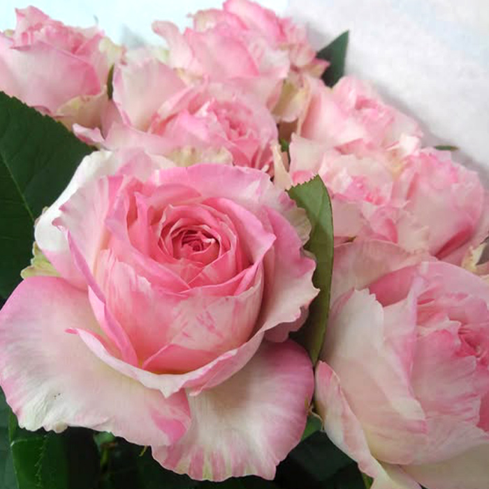 予約販売 バラ苗 バラ新苗 大阪城 契約品種 薔薇 ばら 国産苗 岡松