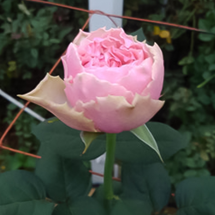 草Gまとめ売り(バラok!!) 241210-008-2.jpg