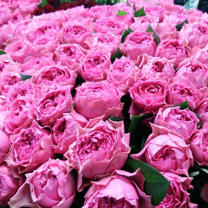 予約販売 バラ苗 バラ新苗 カーム波 契約品種 薔薇 ばら 国産苗 岡松