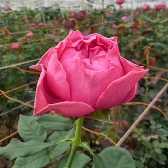 予約販売 バラ苗 バラ大苗 黒潮 契約品種 薔薇 ばら 送料無料 国産苗