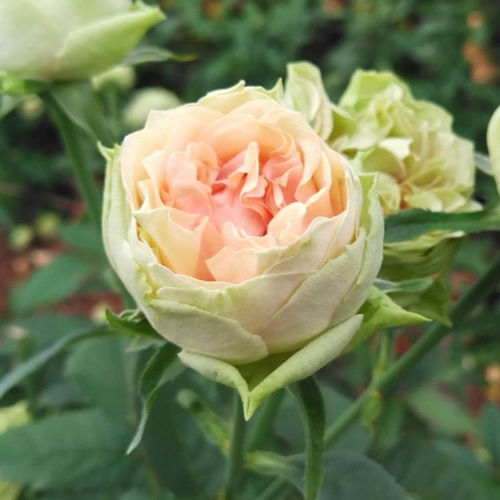 予約販売 バラ苗 バラ新苗 ゴットグリグリ 契約品種 薔薇 ばら 国産苗