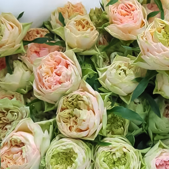 予約販売 バラ苗 バラ新苗 ゴットグリグリ 契約品種 薔薇 ばら 国産苗