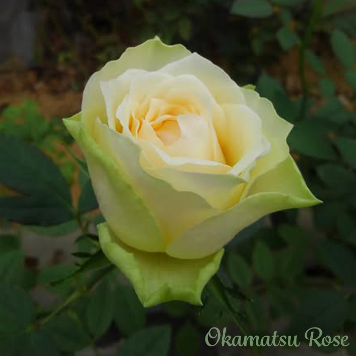 バラ苗 5苗 かおりんごです バラ苗いおり 和バラ苗